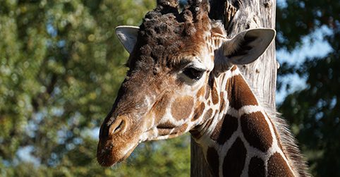 bioparc zoo anjou