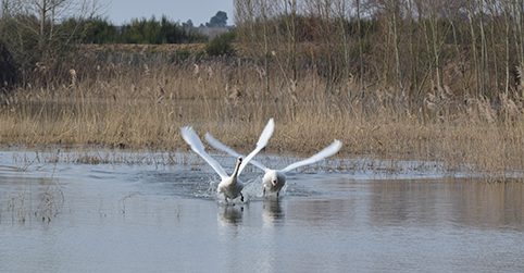 réserve ornithologique oiseaux les monteaux